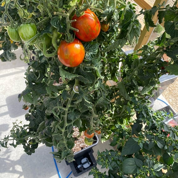 AutoPot 1Pot System - gallery 1