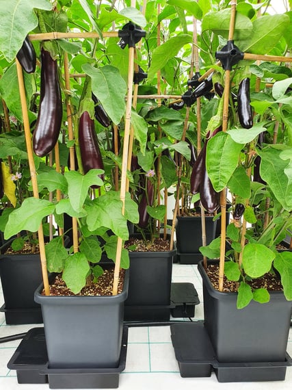 AutoPot 4Pot System - gallery