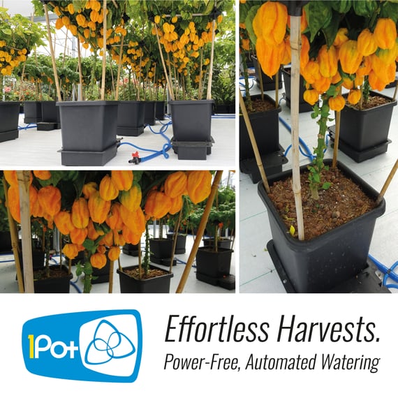 AutoPot 4Pot System - gallery