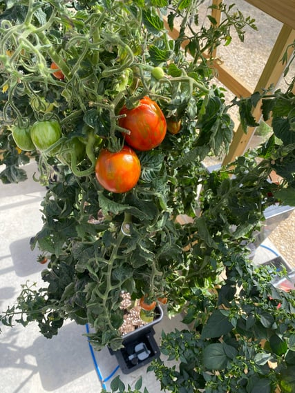 AutoPot 4Pot System - gallery