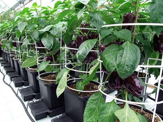 AutoPot 4Pot System - gallery