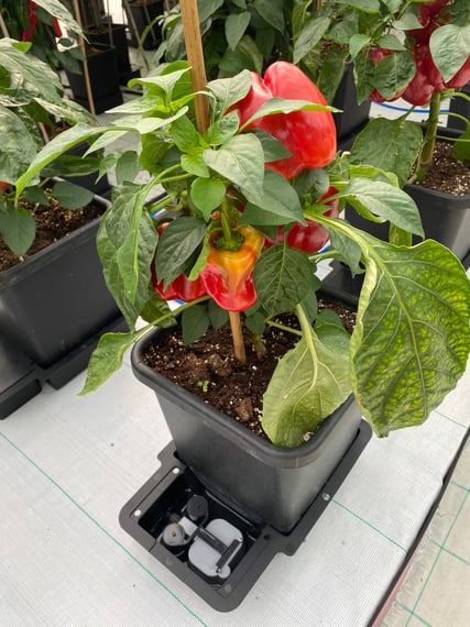 AutoPot 4Pot System - gallery