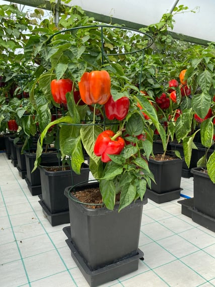 AutoPot 4Pot System - gallery
