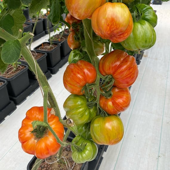 AutoPot Accessory pack for easy2grow Extension kit - Original AQUAvalve - gallery 3
