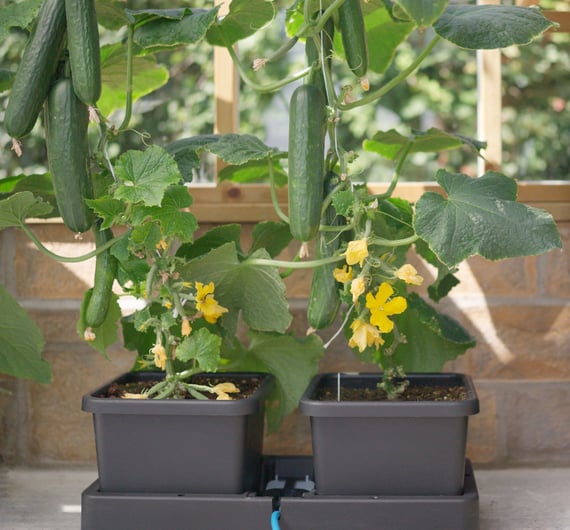 AutoPot easy2grow Extension Kit - in use
