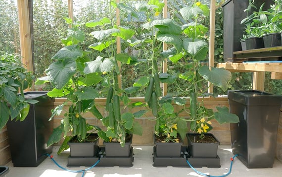 AutoPot easy2grow Kit - gallery