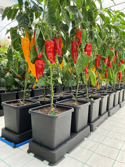 AutoPot easy2grow Kit - gallery