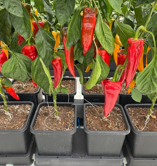 AutoPot easy2grow Kit - gallery