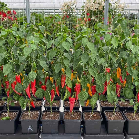 AutoPot easy2grow Kit - gallery