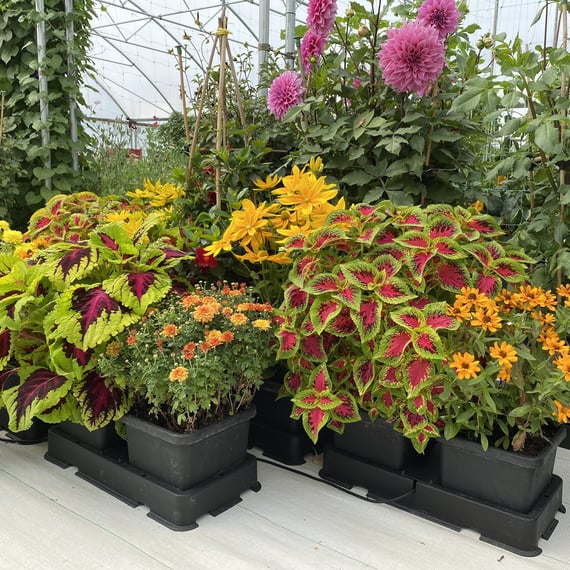 AutoPot easy2grow Kit - gallery