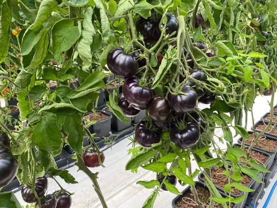AutoPot easy2grow Kit - gallery