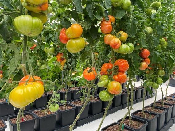 AutoPot easy2grow Kit - gallery