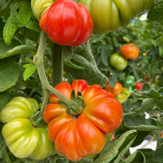 AutoPot easy2grow System - gallery 2
