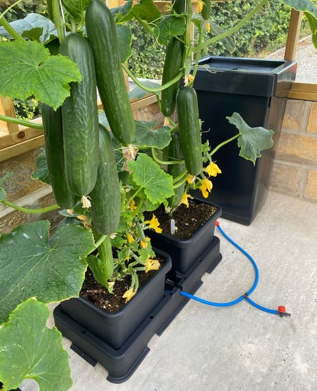 AutoPot easy2grow System - in use