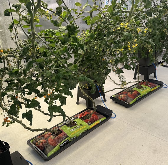 AutoPot Tray2Grow Watering System - gallery