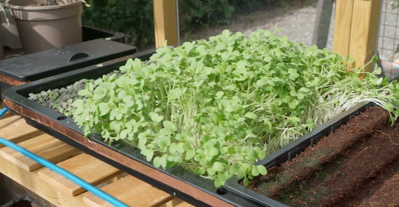 AutoPot Tray2Grow Micro Herb Tray - gallery