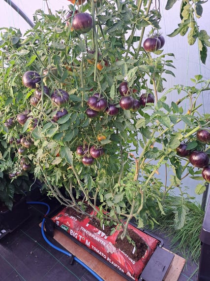 AutoPot Tray2Grow Watering System - in use