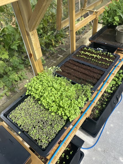 AutoPot Tray2Grow Watering System - in use