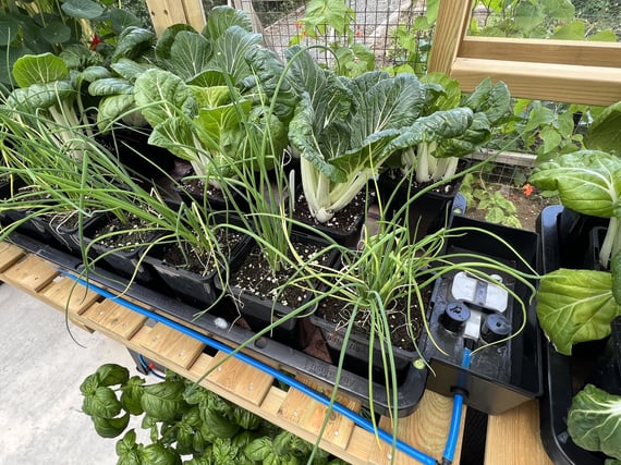 AutoPot Tray2Grow Watering System - in use