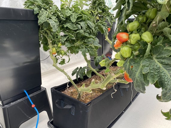 AutoPot Tray2Grow Watering System - in use